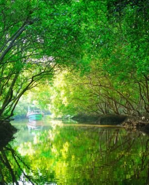 Mangrove Forest
